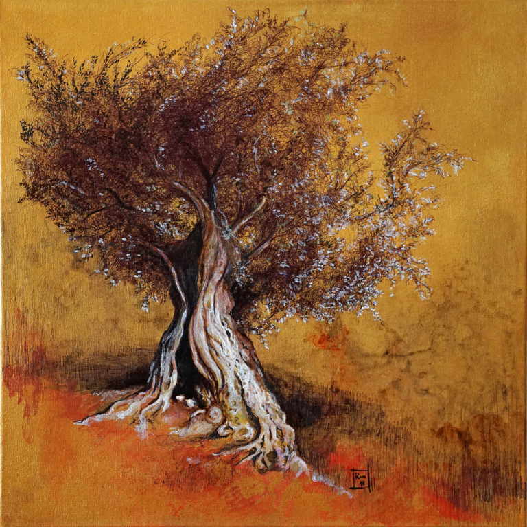 L'ulivo secolare / The ancient olive tree